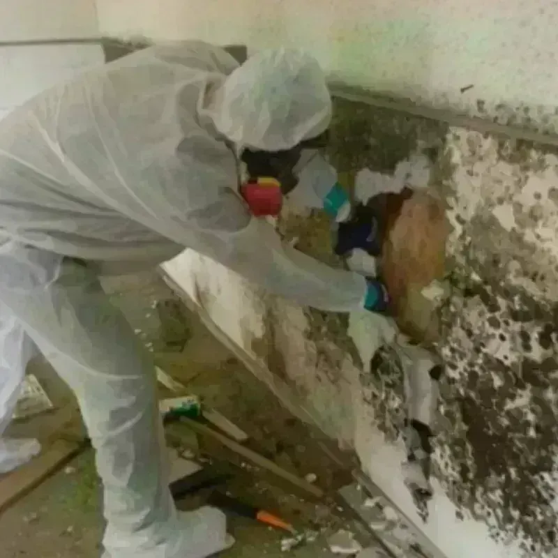 Mold Remediation and Removal in Westway, TX